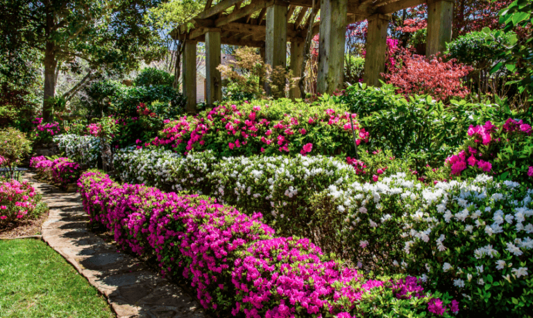 Lush garden featuring vibrant pink and white azaleas along a stone pathway. Lush garden featuring vibrant pink and white azaleas along a stone pathway.