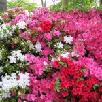 white, red, and pink azaleas in bloom