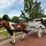 white carriage attached to a brown and white horse on the brick street