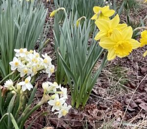 small white and larger yellow daffodils